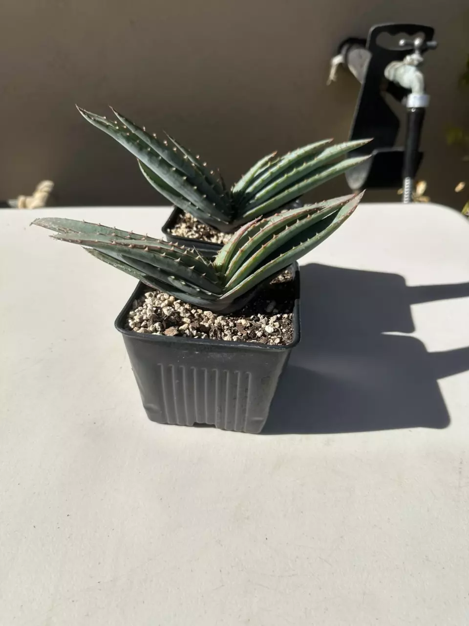 plant/Aloe suprafoliata-0