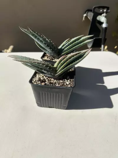 plant/Aloe suprafoliata-0-thumbnail