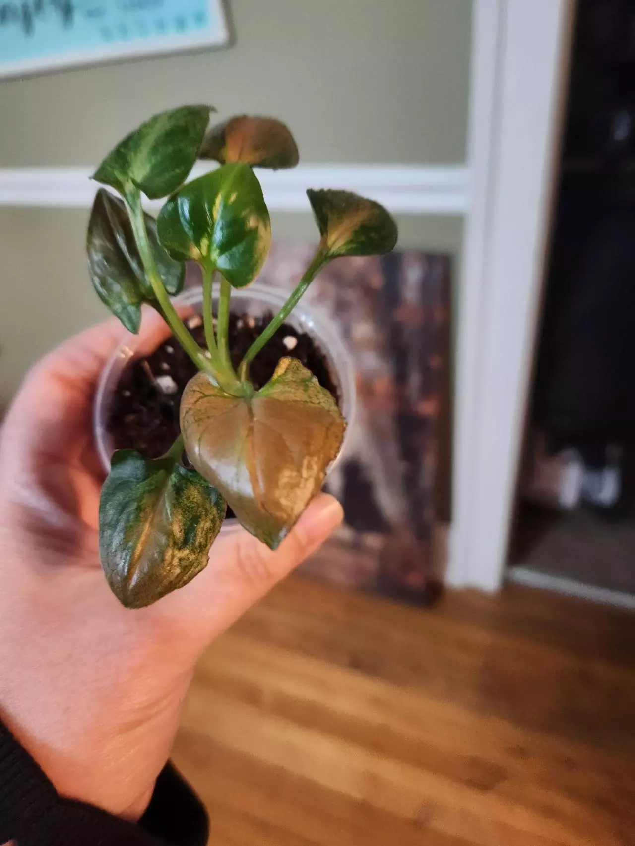 plant/Syngonium rainbow dwarf-1