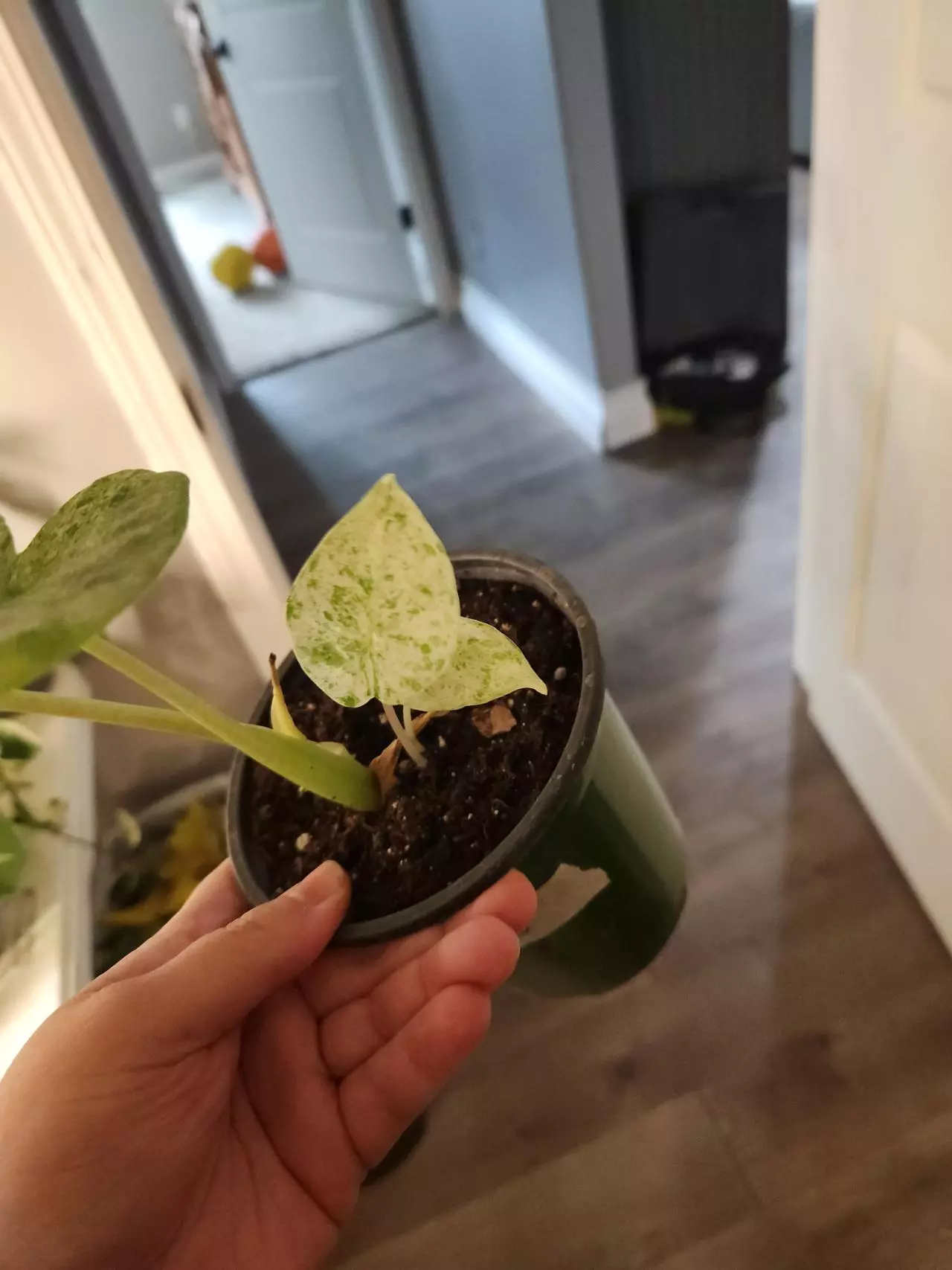 plant/Alocasia batik varigated-1