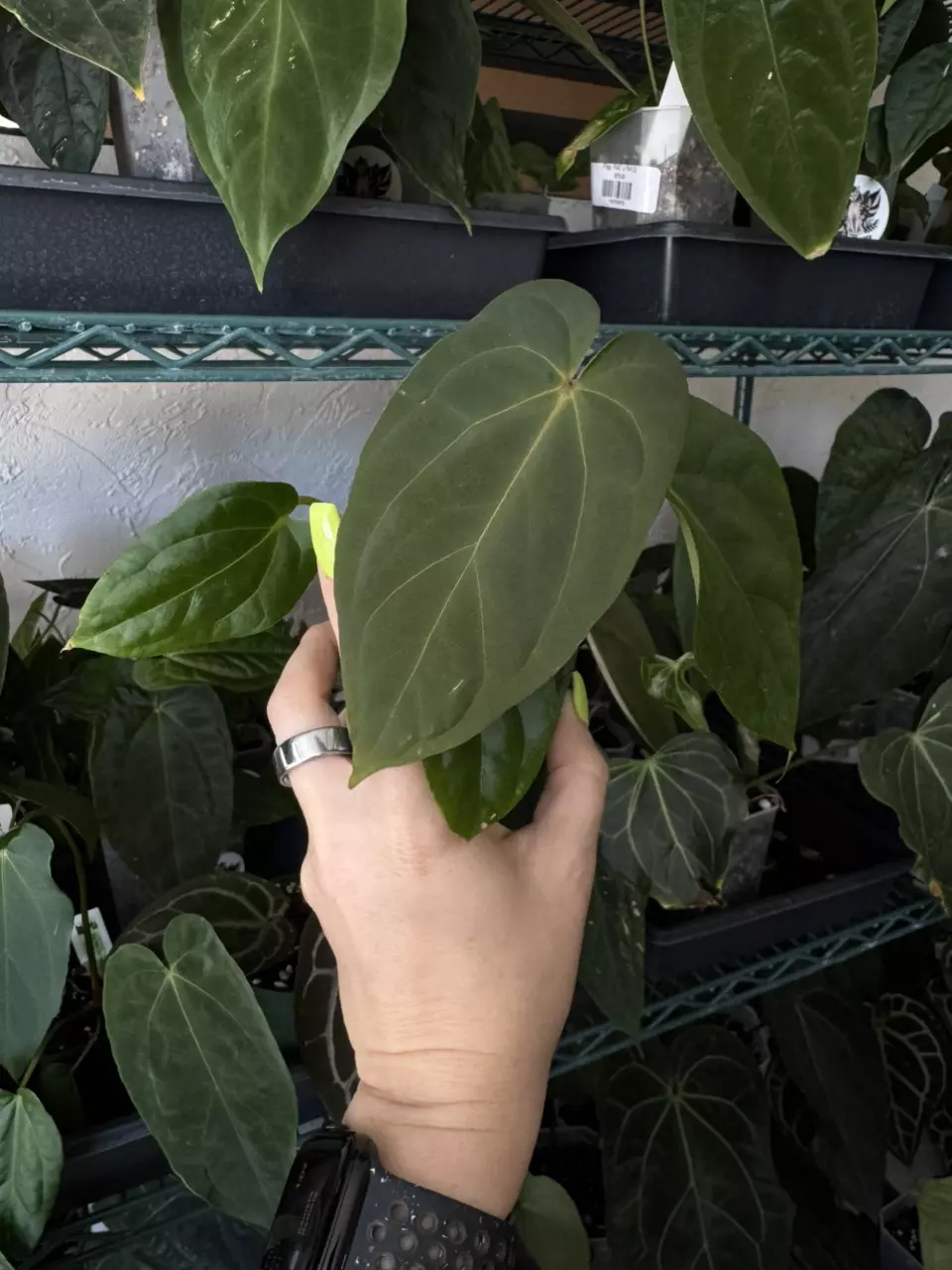 plant/Anthurium pap RA8 Soul Reaper x Open (Red Spider or Lux)-0