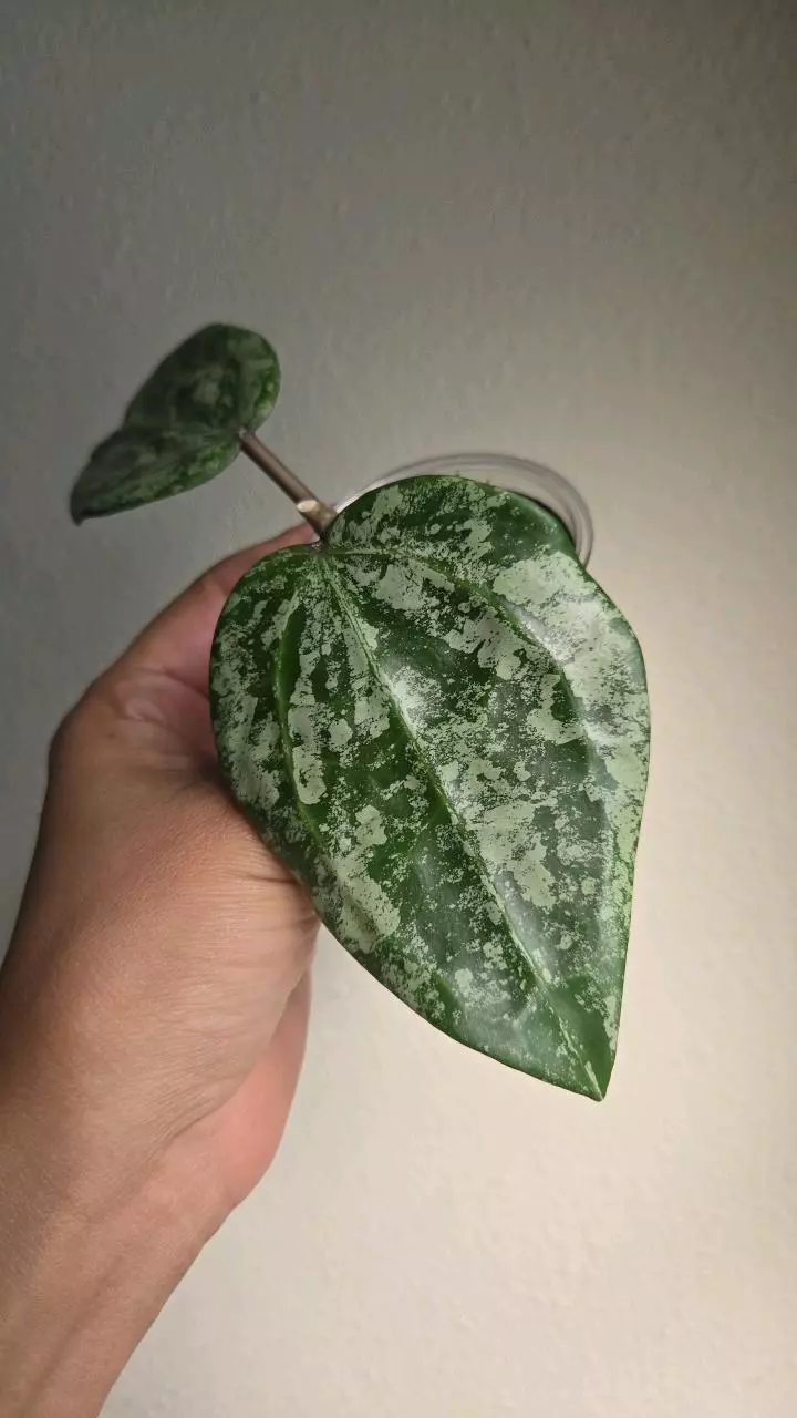 plant/Hoya Latifolia Silver 'MRH' #3355-0