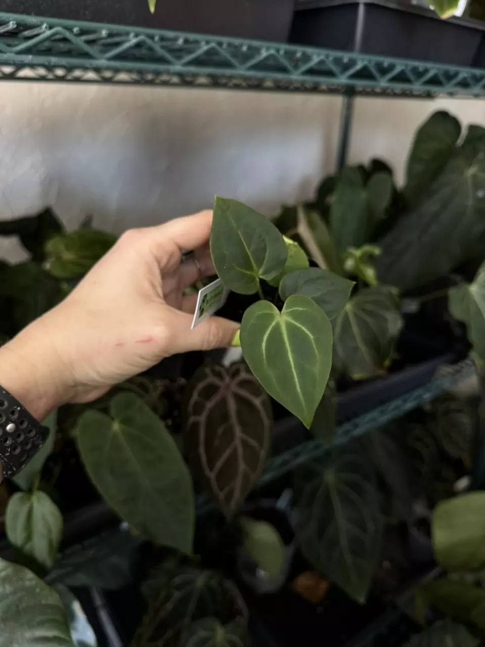 plant/Anthurium doc f2 x Besseae Aff-0