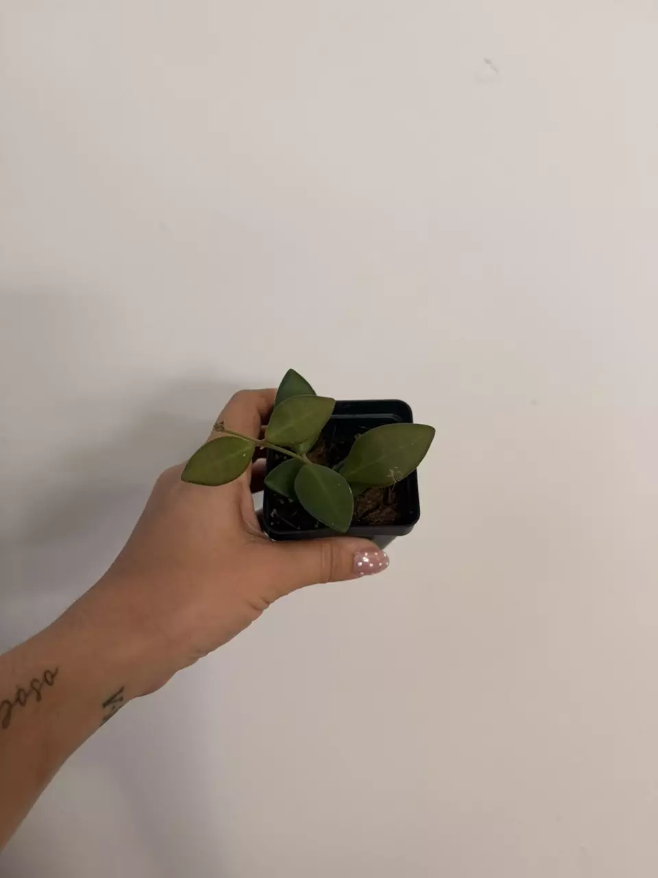 plant/Hoya Burtoniae Rev.-0