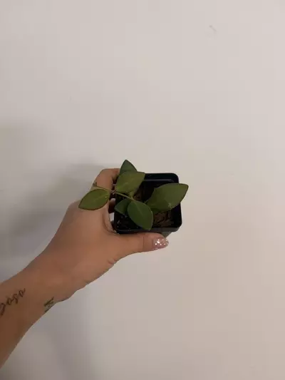 plant/Hoya Burtoniae Rev.-0-thumbnail