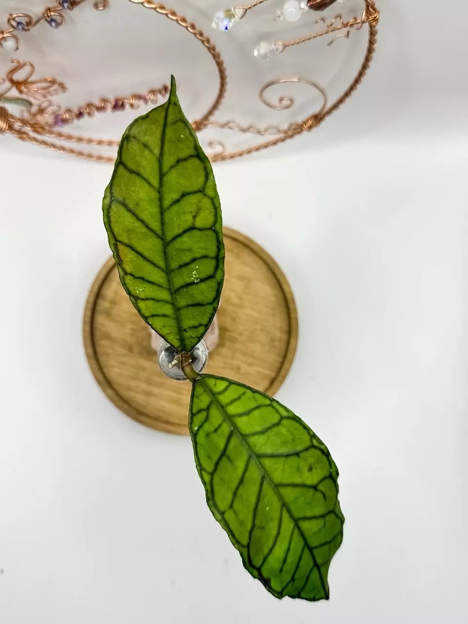 plant/58. Gunung Gading-0