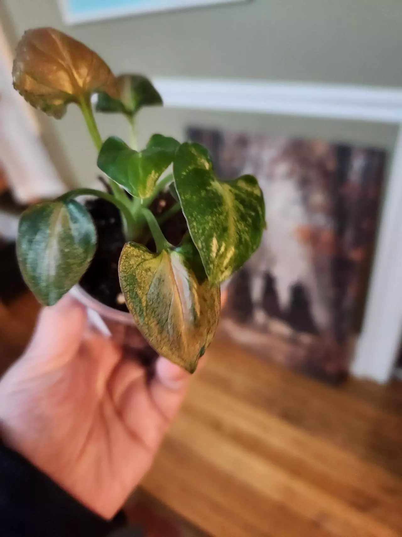 plant/Syngonium rainbow dwarf-2