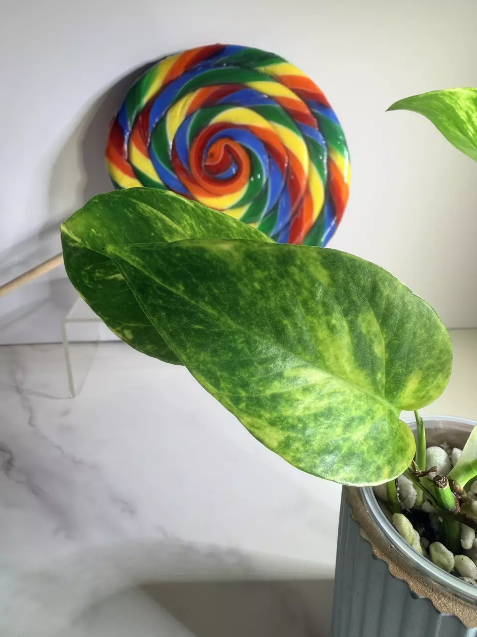 plant/🍭SWEET TREAT 🍭Epipremnum Alta Voltage-1