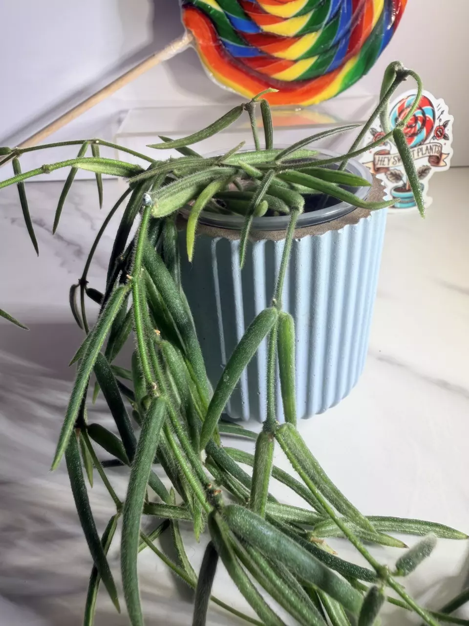 plant/Hoya Linearis-1