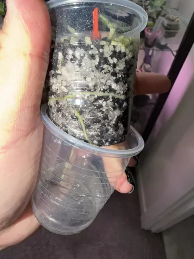 plant/Hoya Wilbur Graves-1-thumbnail