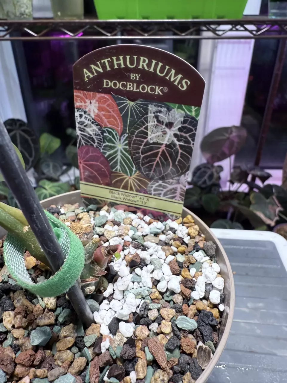plant/Black widow 43 x 13 with doc block tags- 001-2