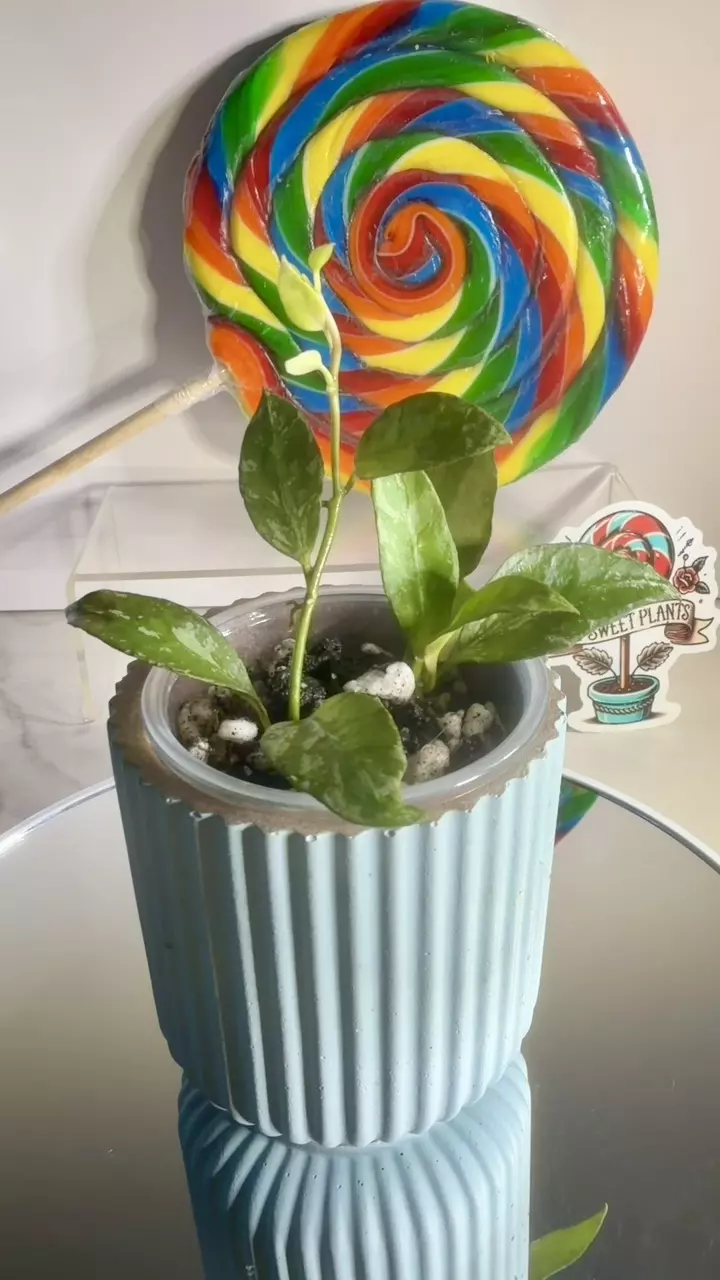 plant/Hoya Lacunosa Zebra-0