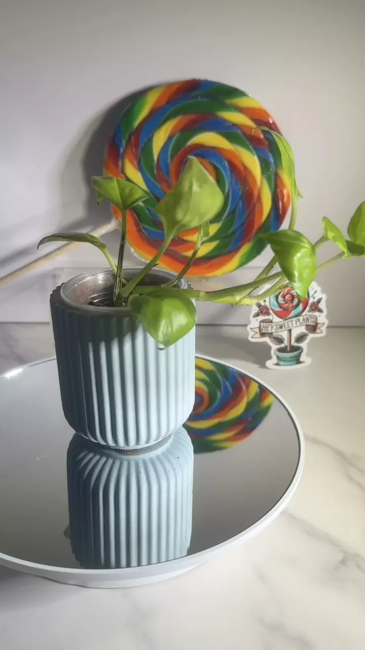 plant/🍭SWEET TREAT 🍭Philodendron Neon Joy-0