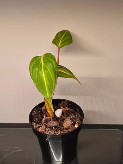 plant/Philodendron Gloriosum-0-thumbnail