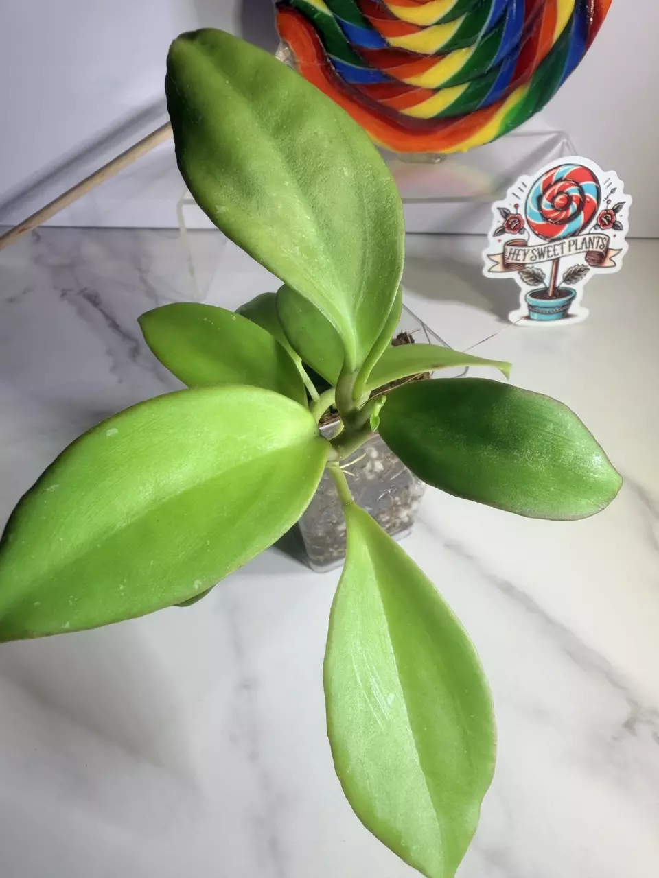 plant/Hoya RHM 25107 patcharawalai OP-1