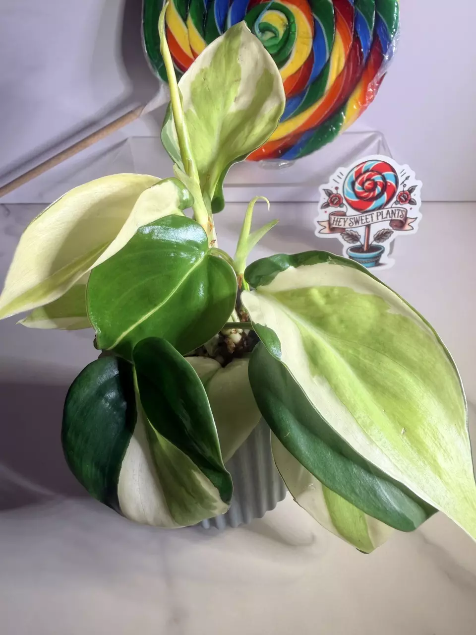 plant/🦄Philodendron Gabby-3