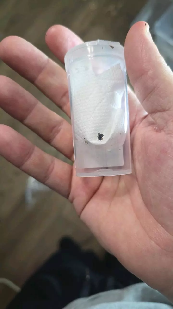 plant/Orange ring Velvet spider (Eresus wackenaeri) 1/8"-0