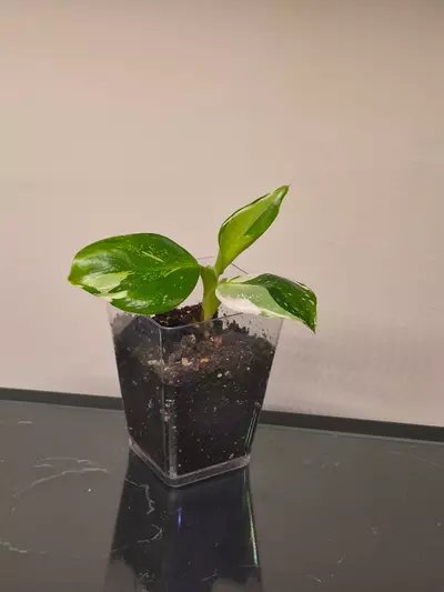 plant/Philodendron White Wizard-0-thumbnail