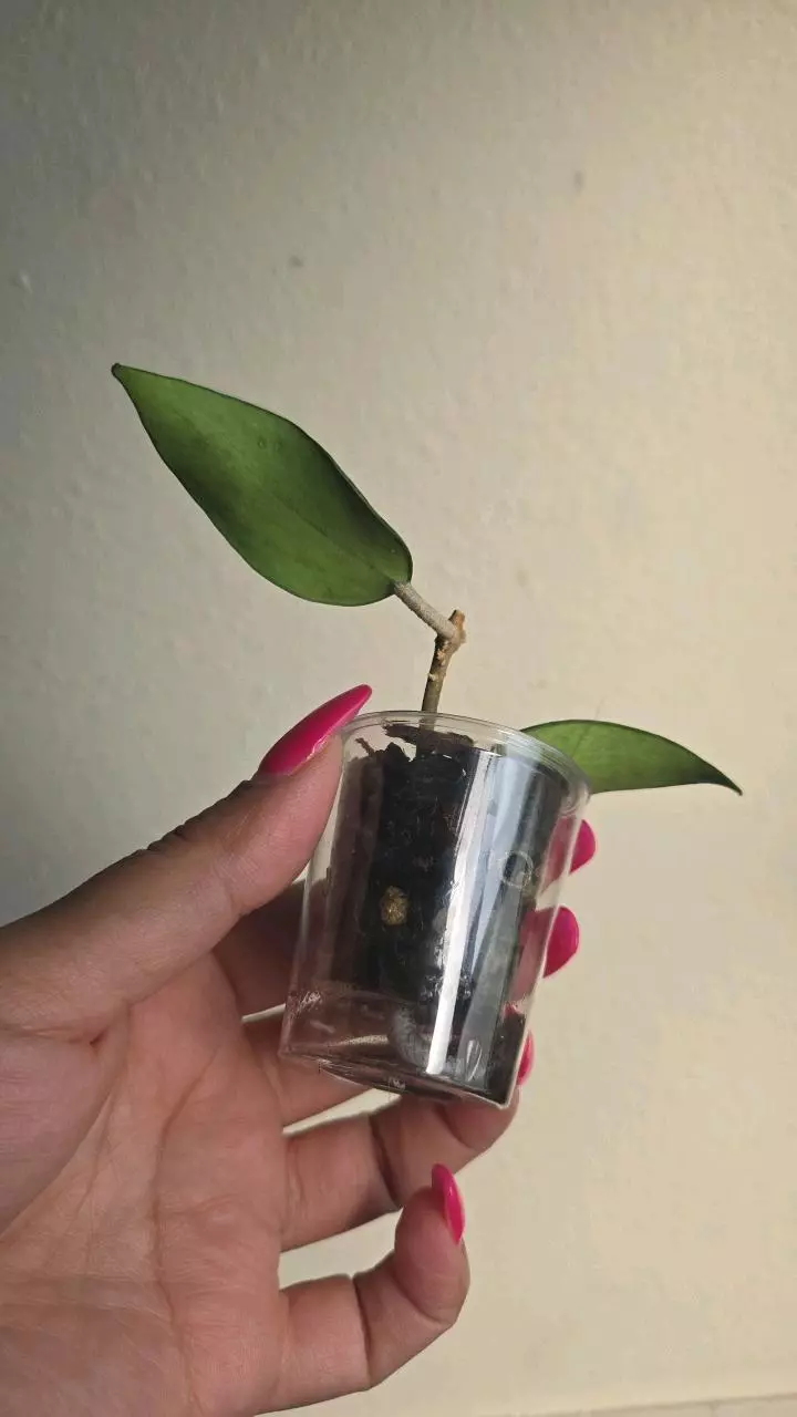 plant/Hoya Snow Cui Silver #4118-3