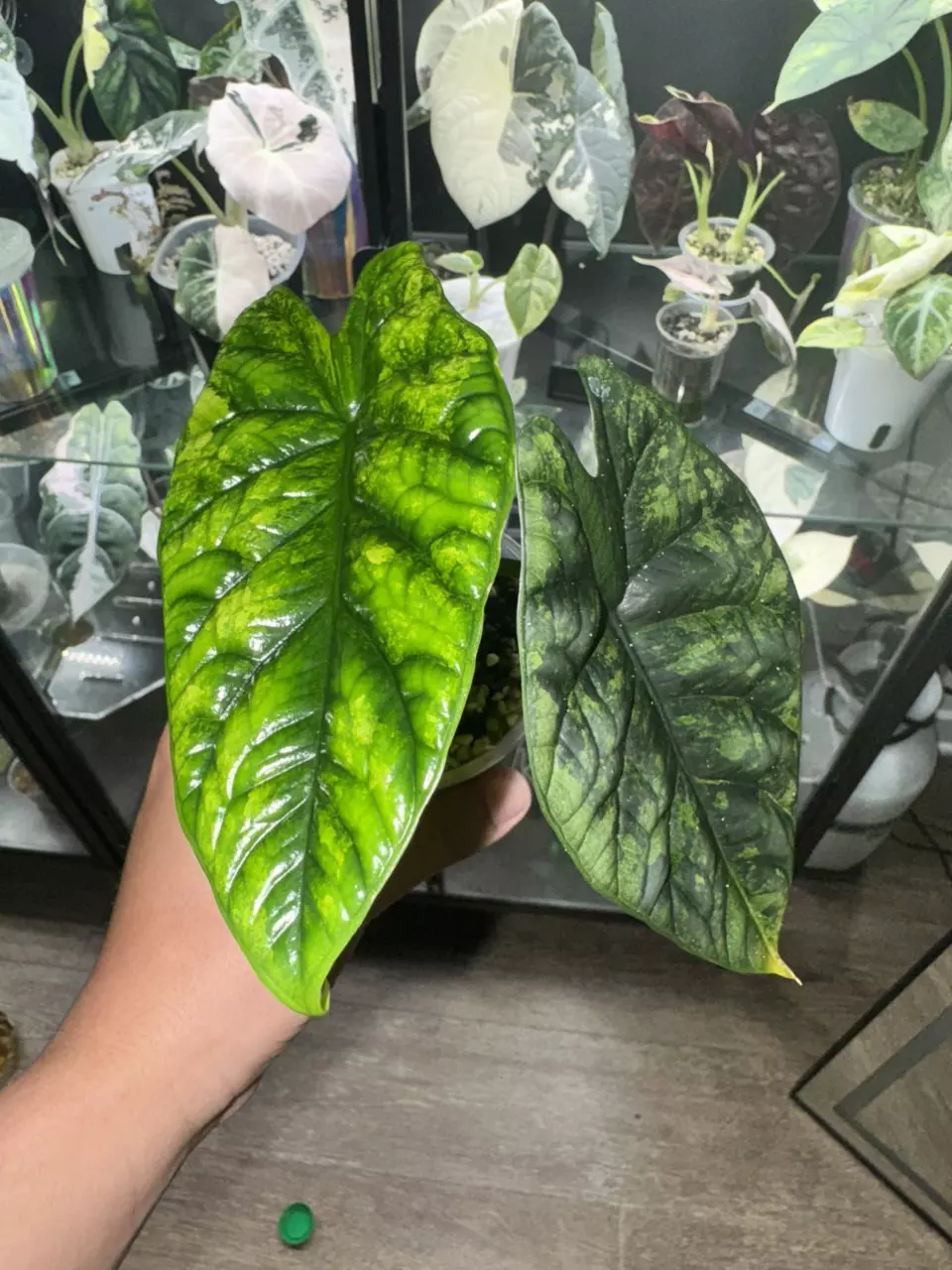 plant/Sinuata Aurea Mama-1