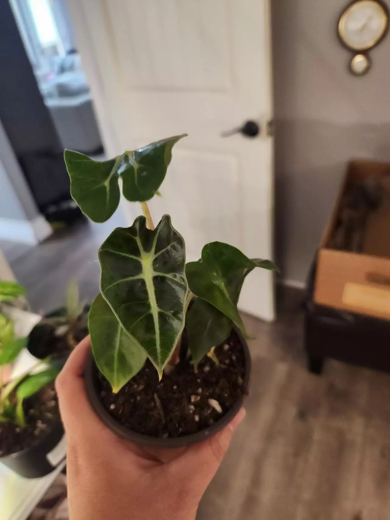 plant/Alocasia polly-1