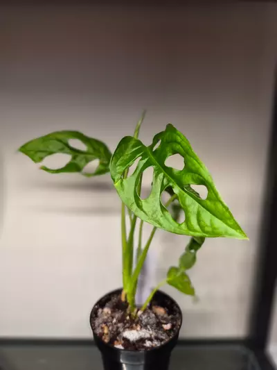 plant/Monstera Adansonii-0-thumbnail