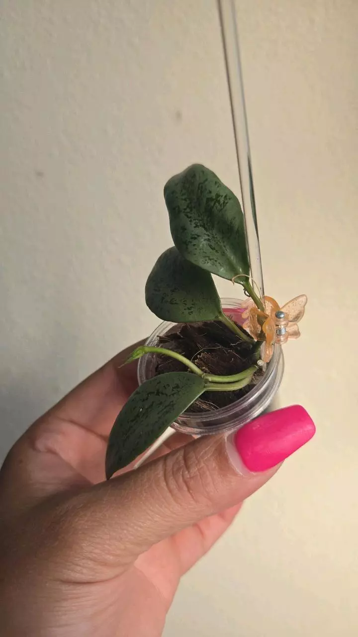 plant/Hoya Lacunosa 'Silver Lime' (Big Leaf) #3810-1