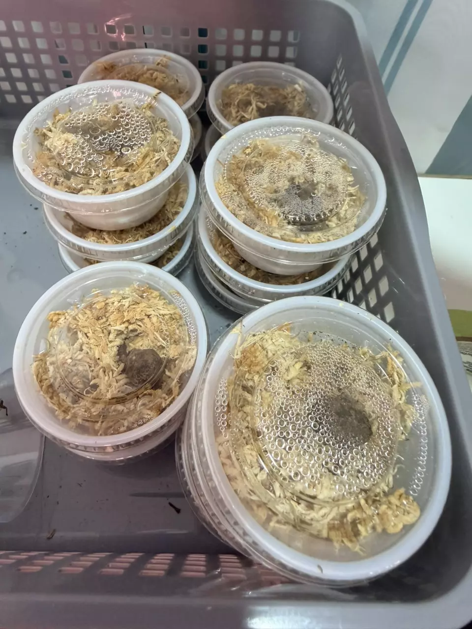 plant/Alocasia Cuculatta Corms-4