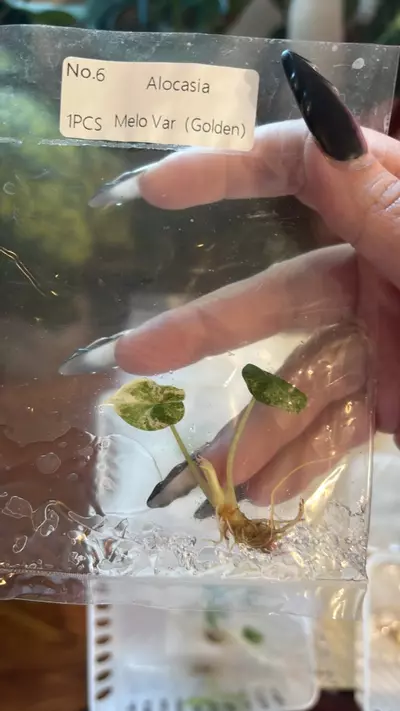 plant/Melo aurea/ tricolor Variegated tc-3-thumbnail