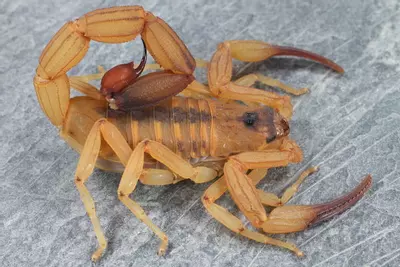 plant/Tityus stigmurus, Brazilian Scorpion, 2/3i (30% OFF)-0-thumbnail