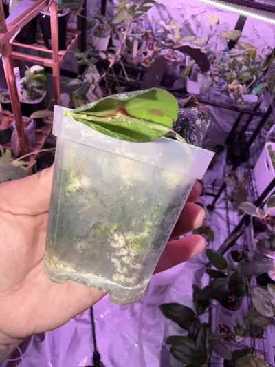 plant/Hoya Imbricata-1-thumbnail