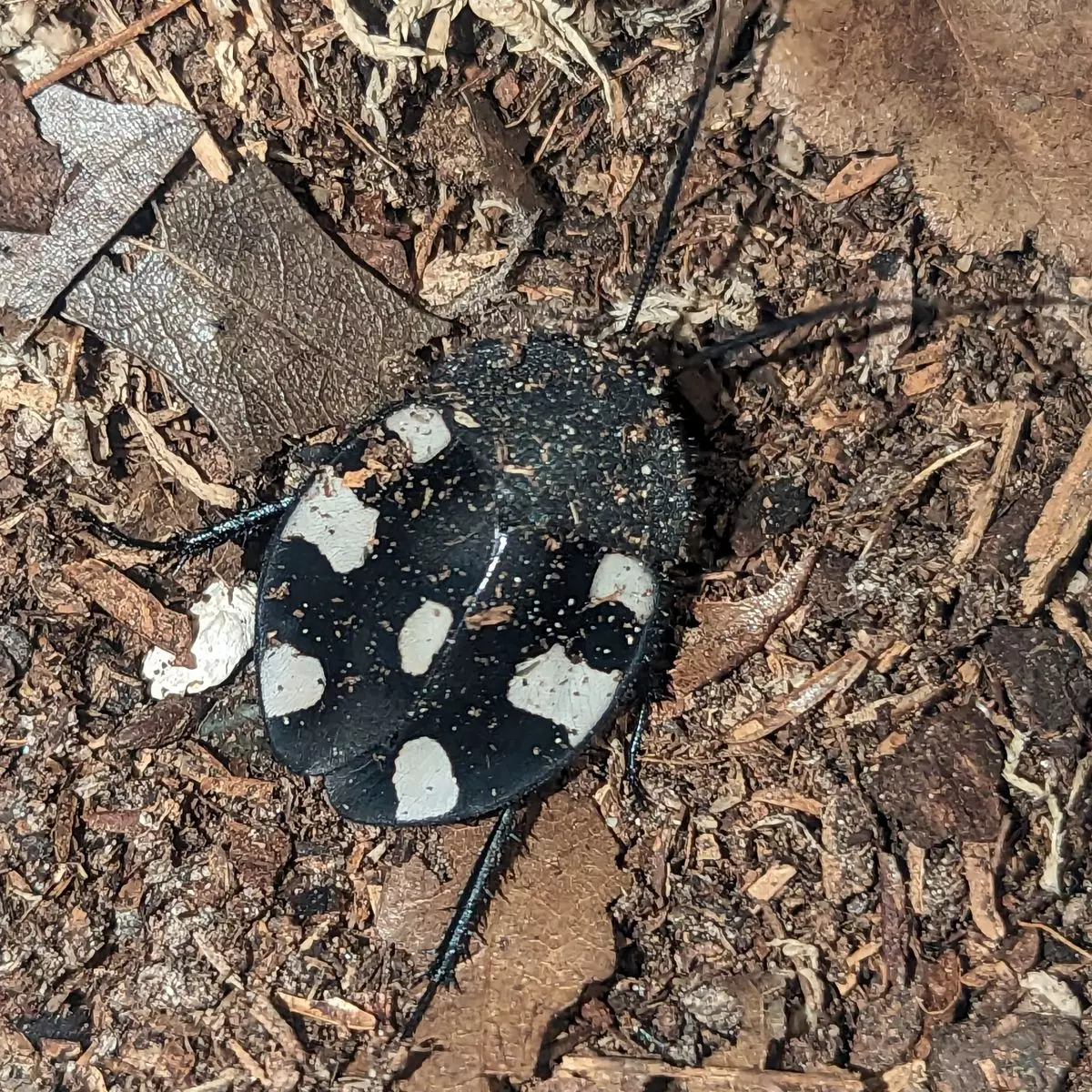 plant/Therea bernhardti, Domino Roach, 10ct (37% OFF)-0