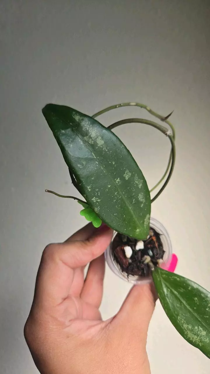 plant/Hoya cv Hugo #2342-3