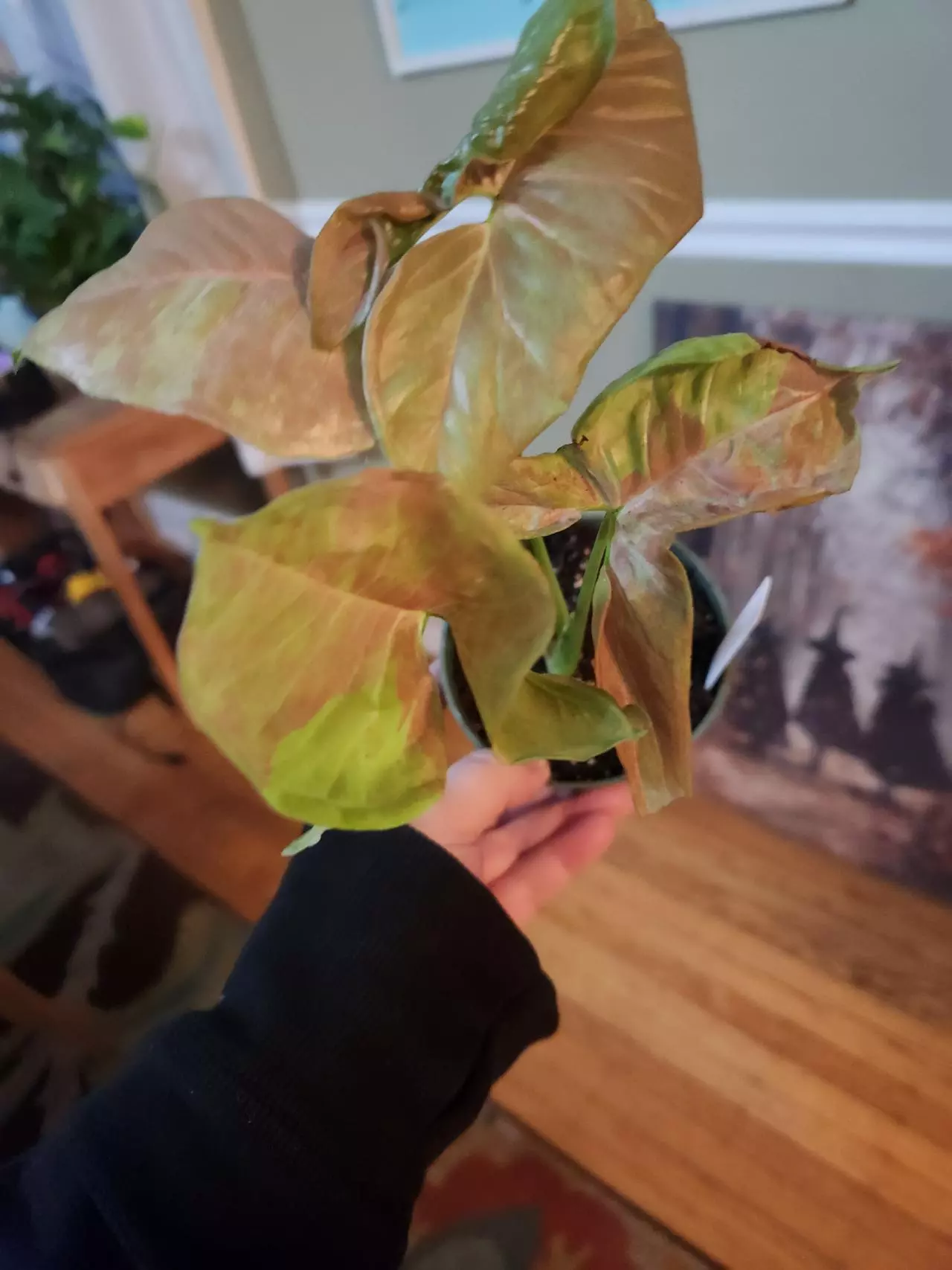 plant/Syngonium pink cloud-1