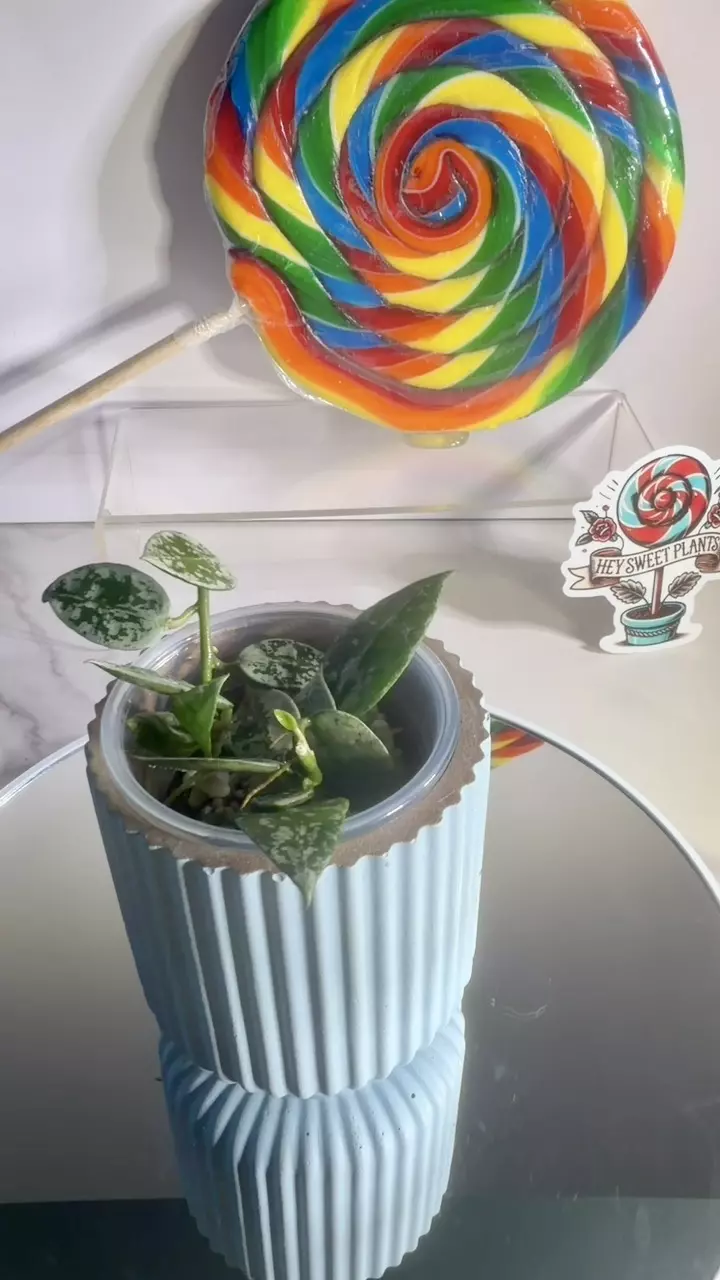 plant/Hoya Lacunosa Cianjur splash-0