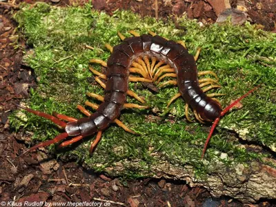 plant/Scolopendra dehaani, Vietnamese Yellow Leg Centipede, 5-7" (25% OFF)-0-thumbnail