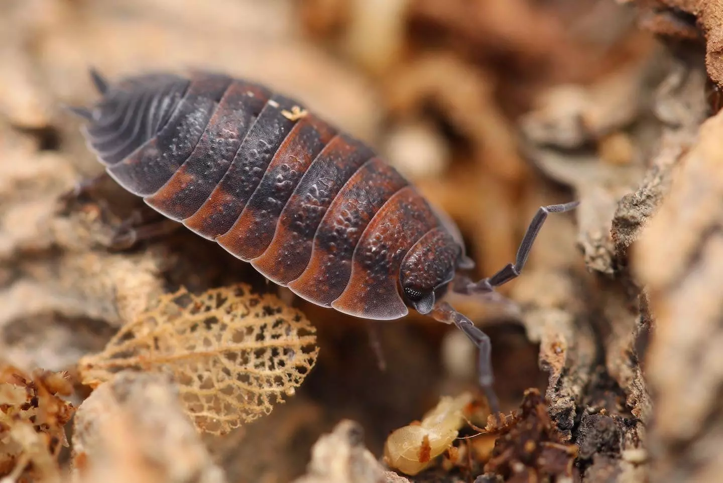 plant/Porcellio scaber, Lava, 10ct (27% OFF)-0