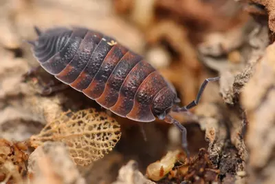 plant/Porcellio scaber, Lava, 10ct (27% OFF)-0-thumbnail