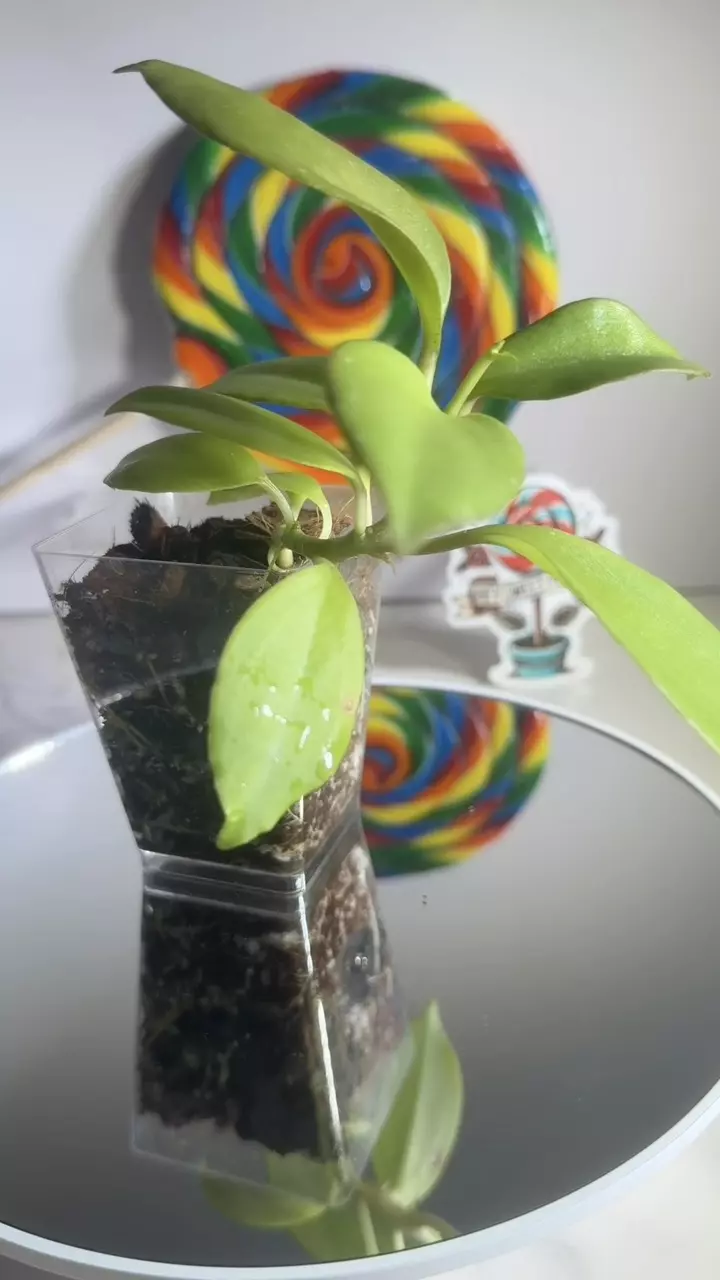 plant/Hoya RHM 25107 patcharawalai OP-0