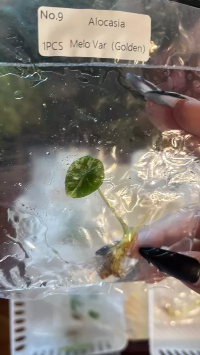 plant/Melo aurea/ tricolor Variegated tc-1-thumbnail