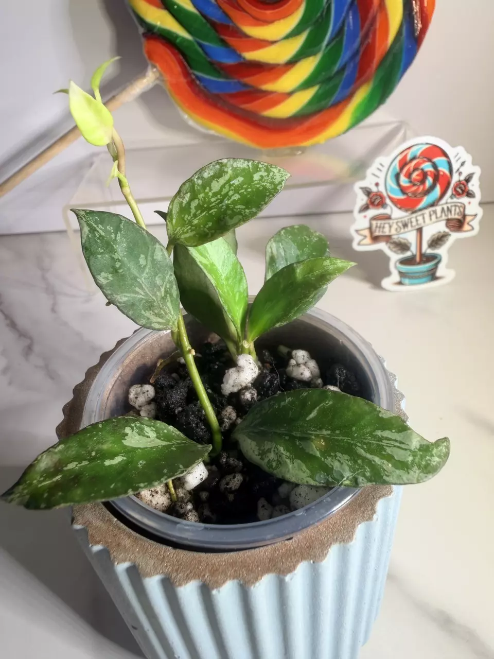 plant/Hoya Lacunosa Zebra-1