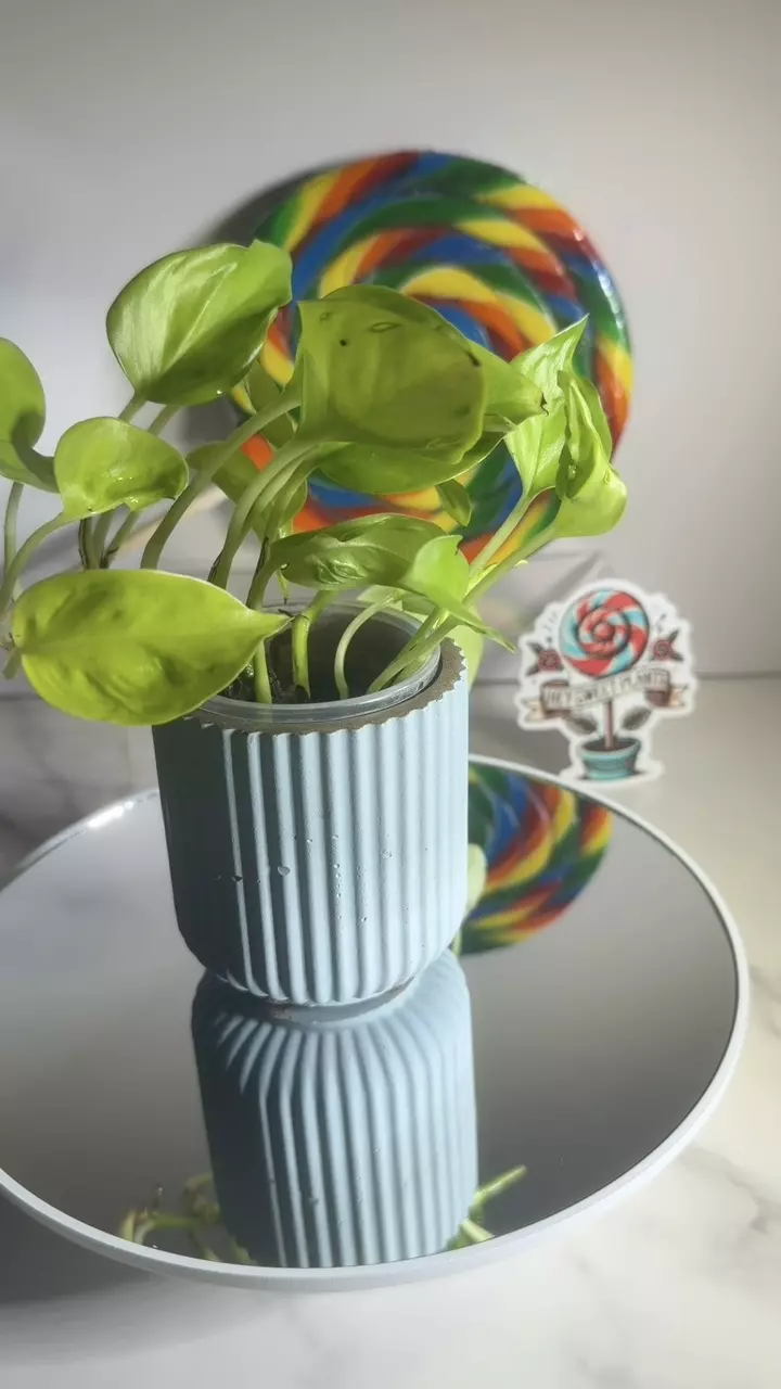 plant/🍭SWEET TREAT 🍭Pothos  'Champs Élysées’-0