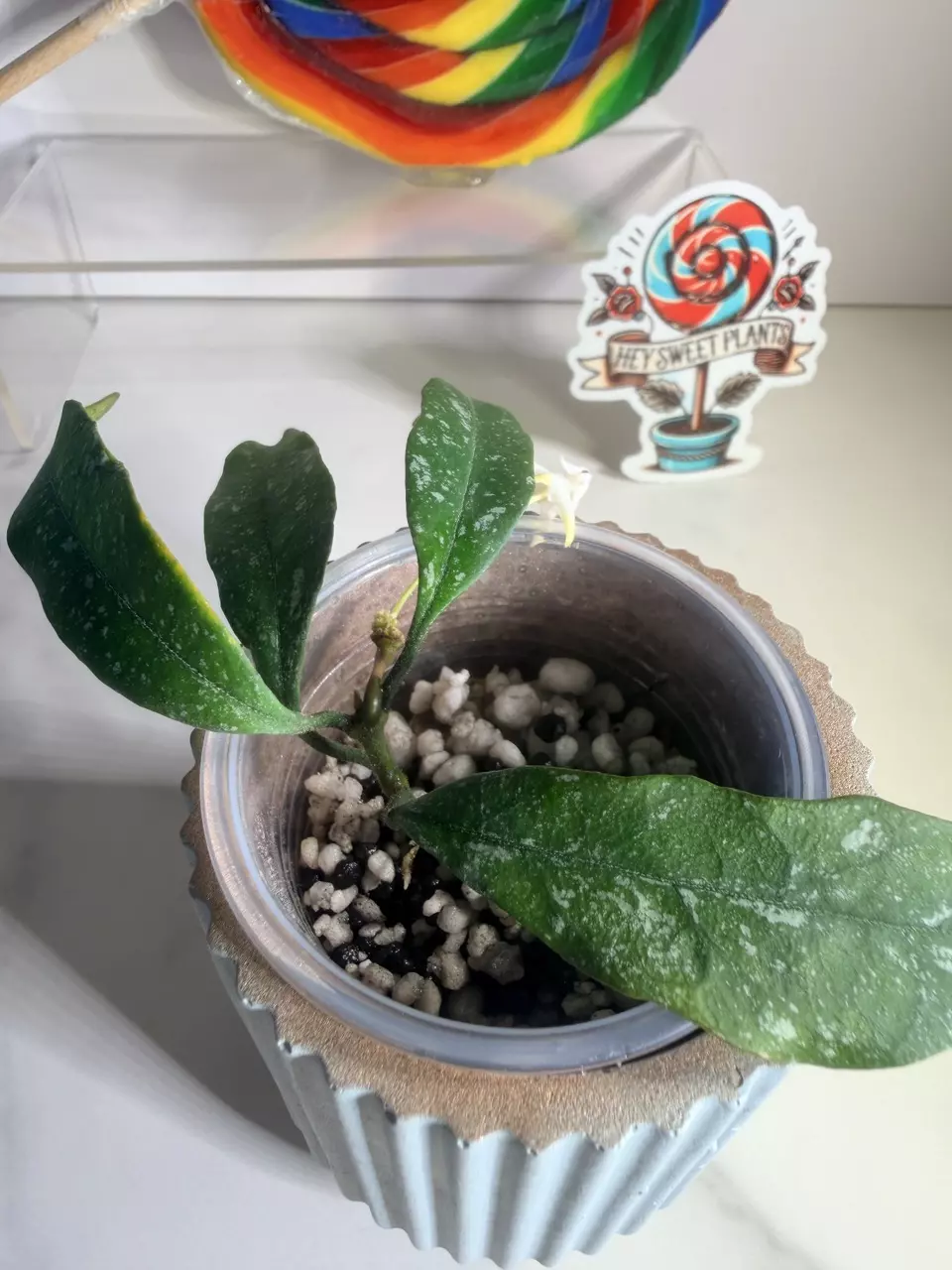 plant/Hoya Multiflora splash-2