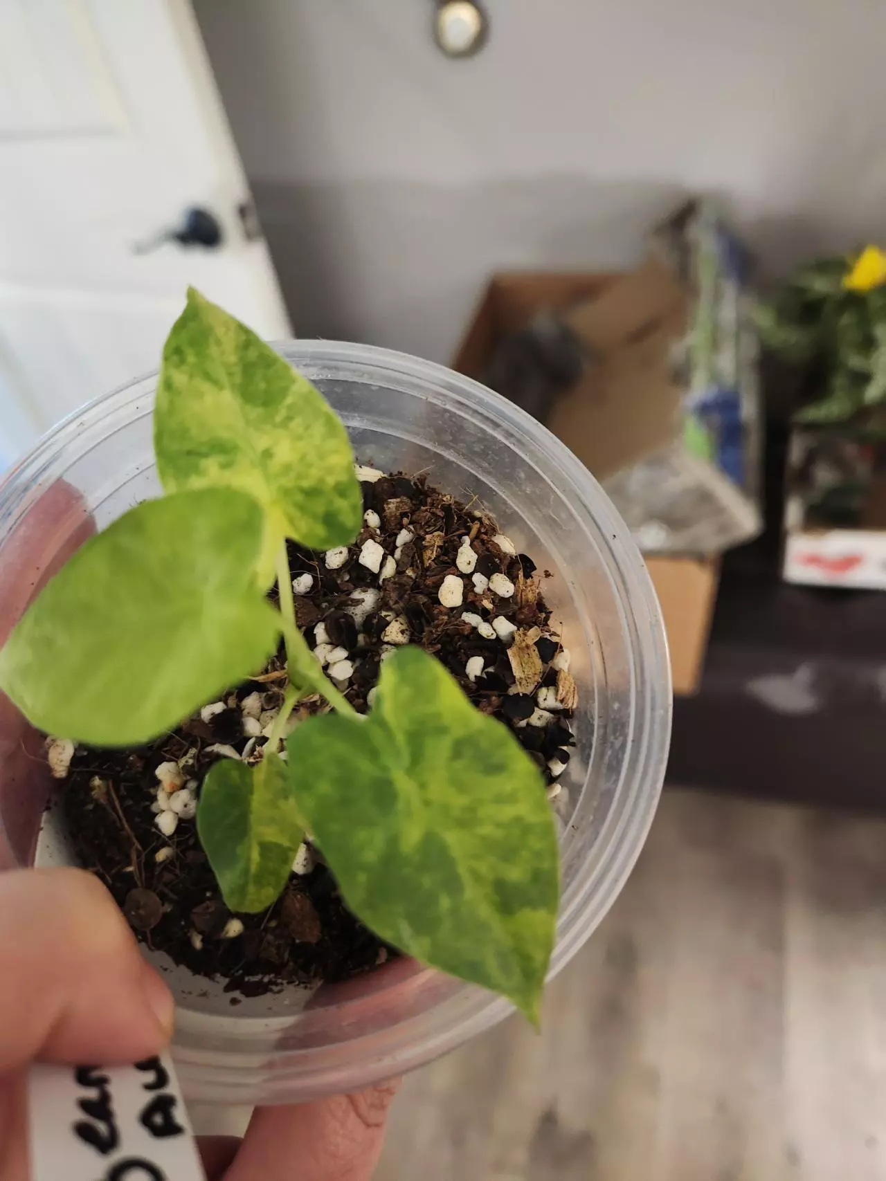 plant/Alocasia gageana aurea-1