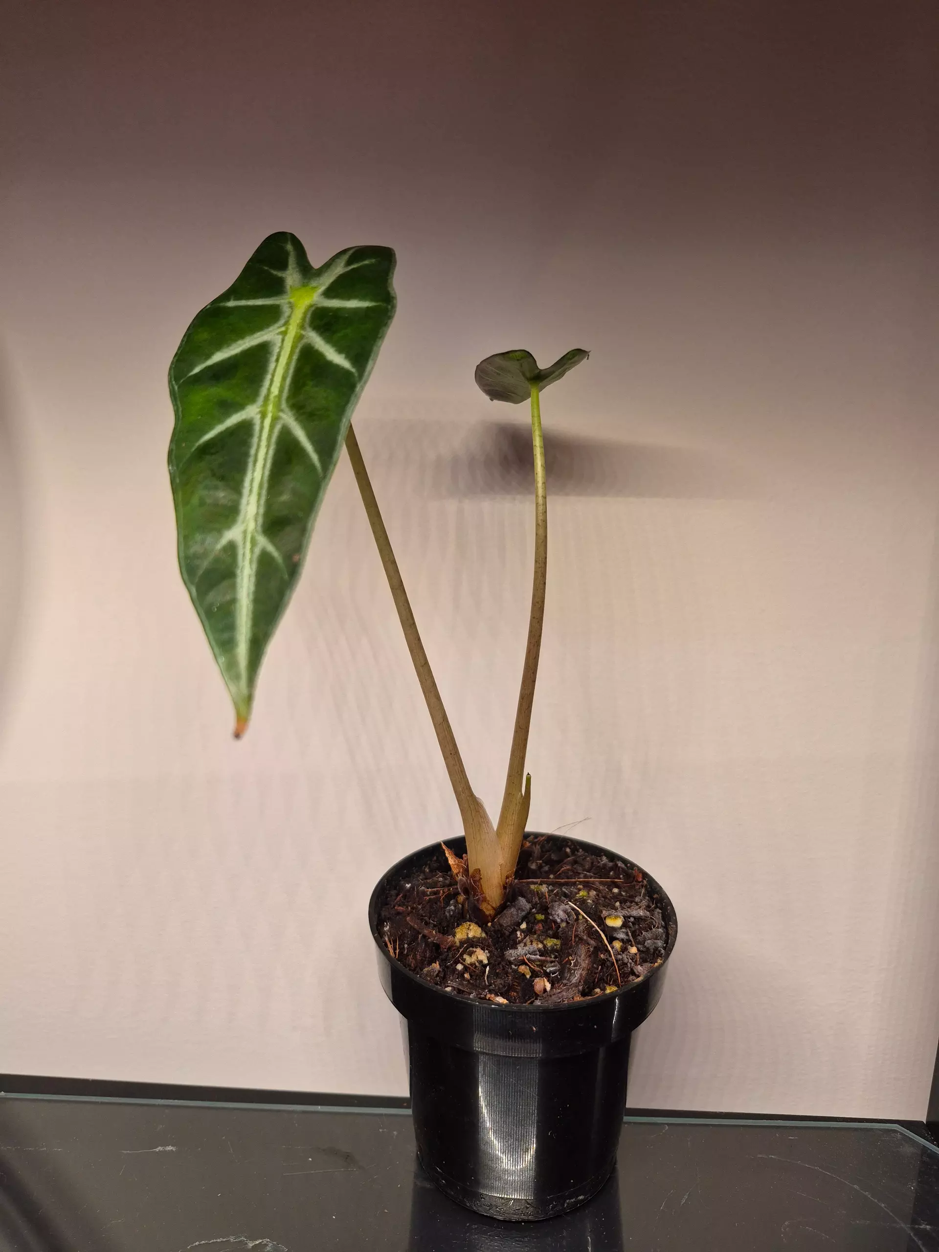plant/Alocasia Bambino-0