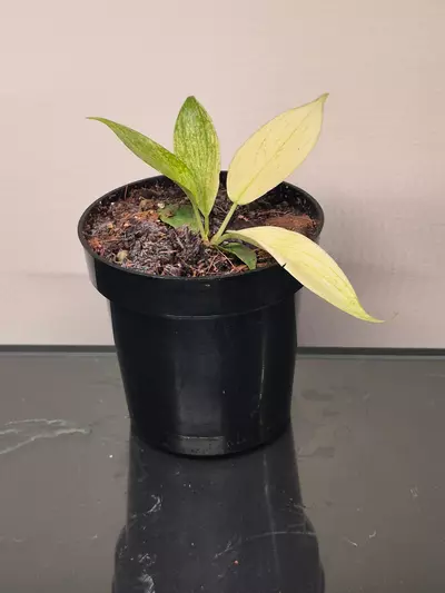 plant/Philodendron Florida Ghost-0-thumbnail