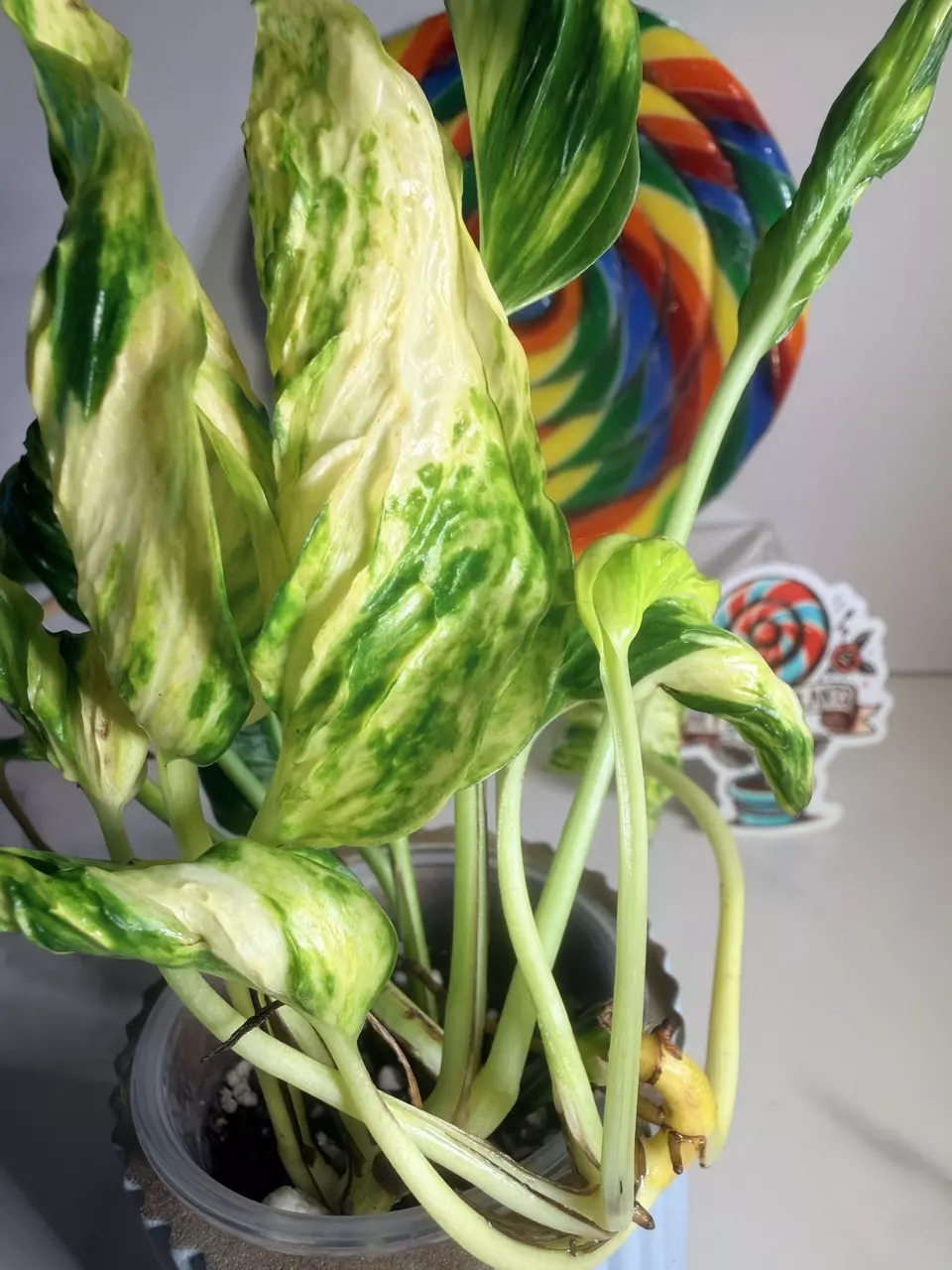 plant/🍭SWEET TREAT 🍭Pothos Shangri La-2