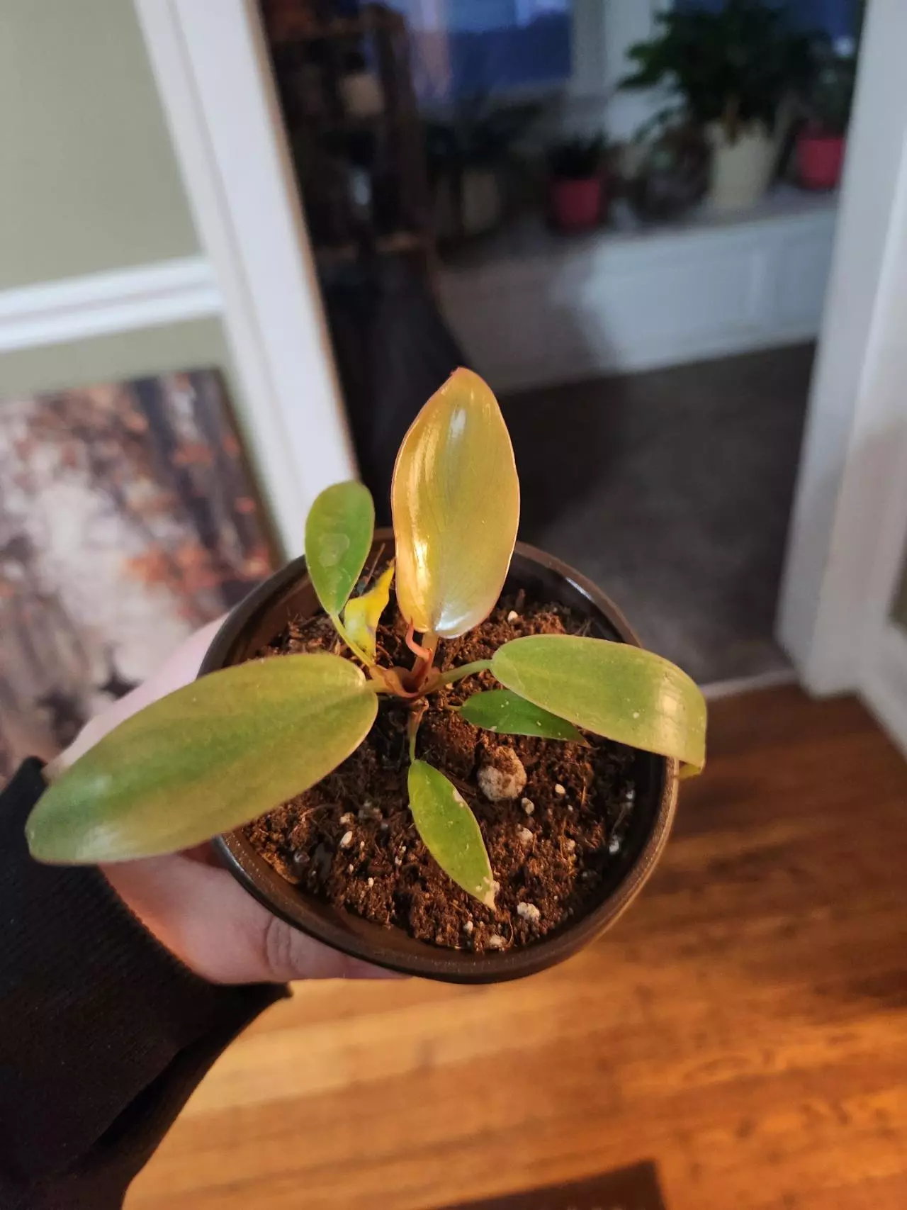 plant/Philo florida bronze-1