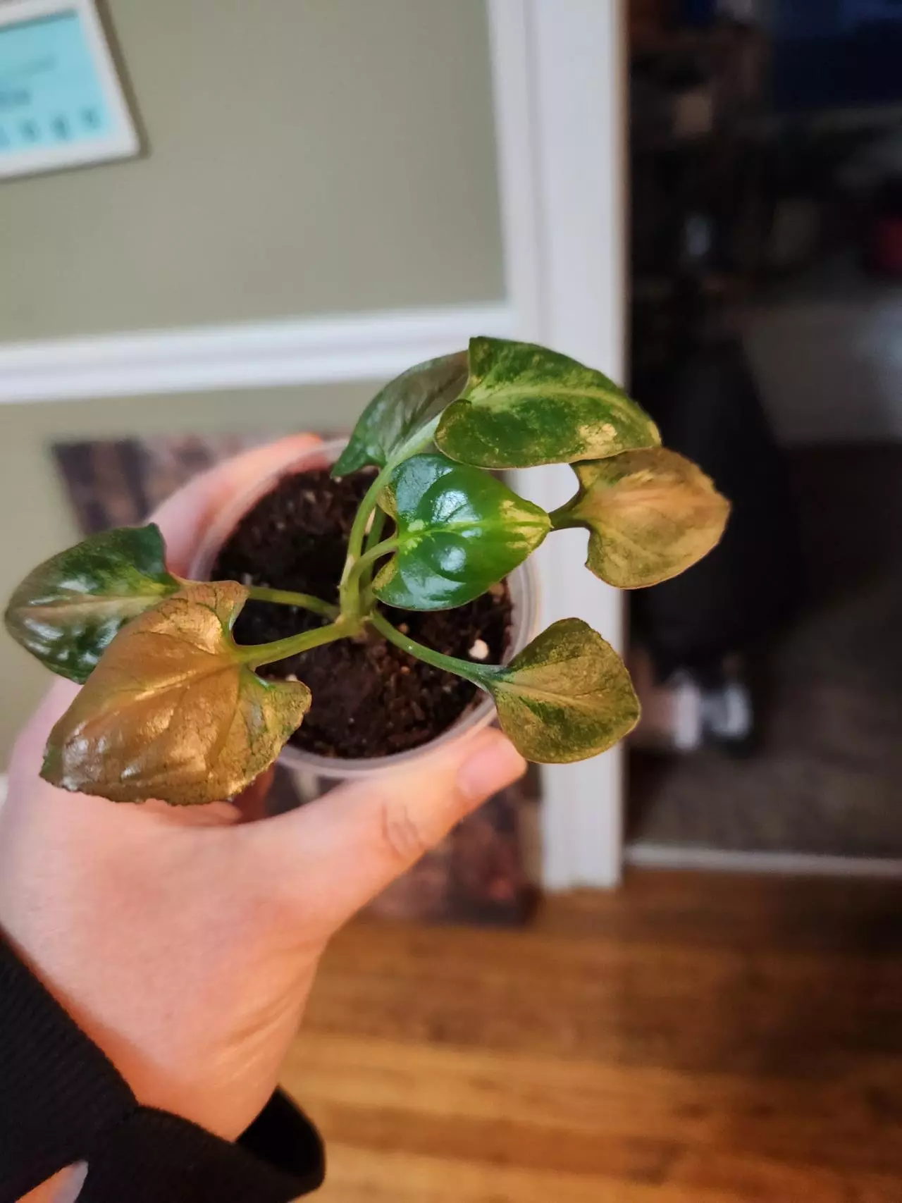 plant/Syngonium rainbow dwarf-0