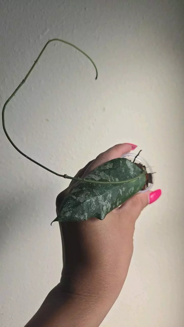 plant/Hoya Caudata Gold #3809-0